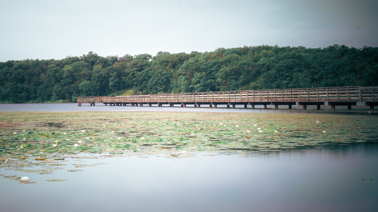 Lily pads on the water near Dower Lake fishing pier, in Staples, MN