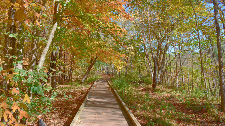The Quarry Loop Trail in Banning State Park, Minnesota