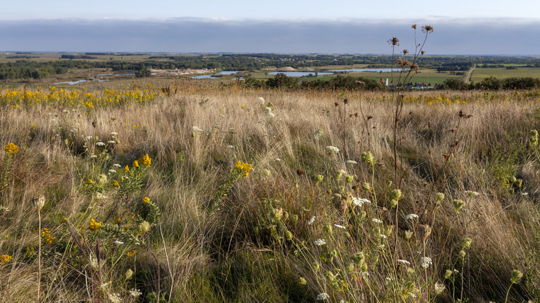 A photo of the Minnesota prairies into the distance