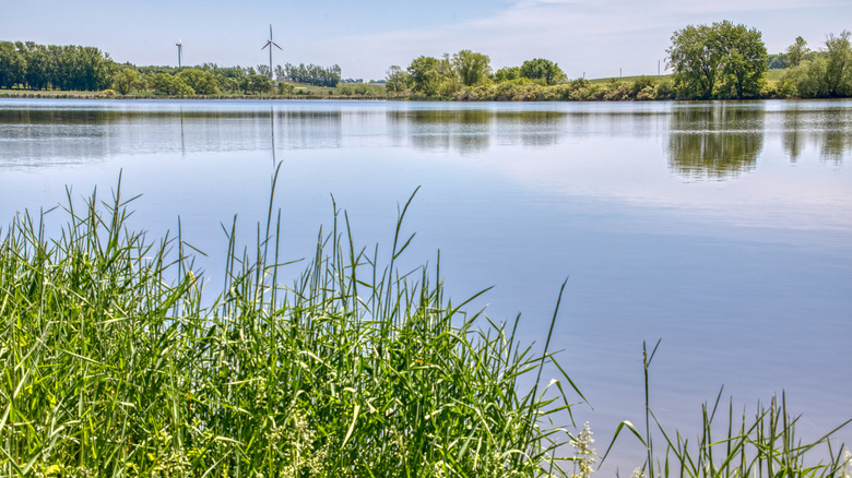 View of lake bordered by trees and tall grass at Split Rock Creek State Park in Minnesota