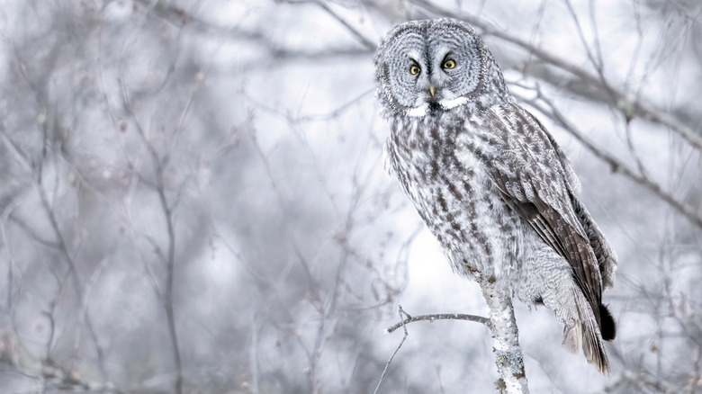 A great gray owl perched on a branch at Sax-Zim Bog in winter