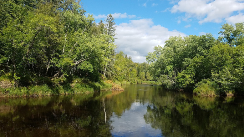 Waterway surrounded by trees and greenery at Sax-Zim Bog, Minnesota