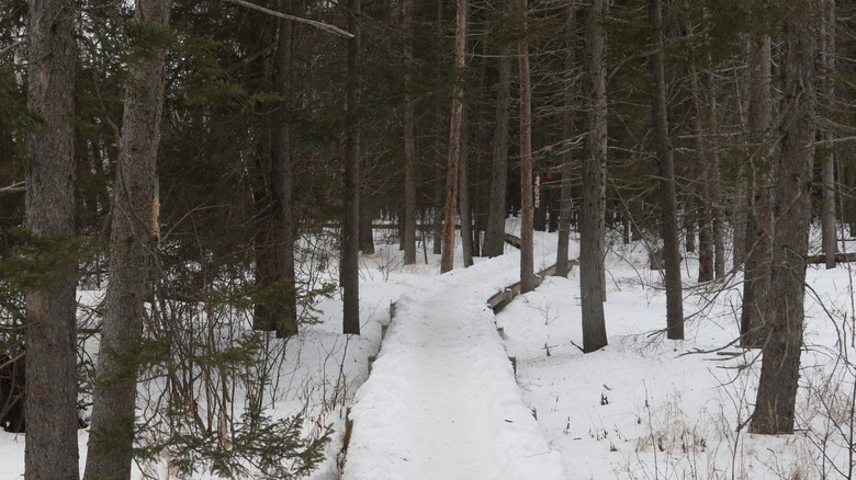 Snow on a boardwalk between trees at Sax-Zim Bog in Minnesota