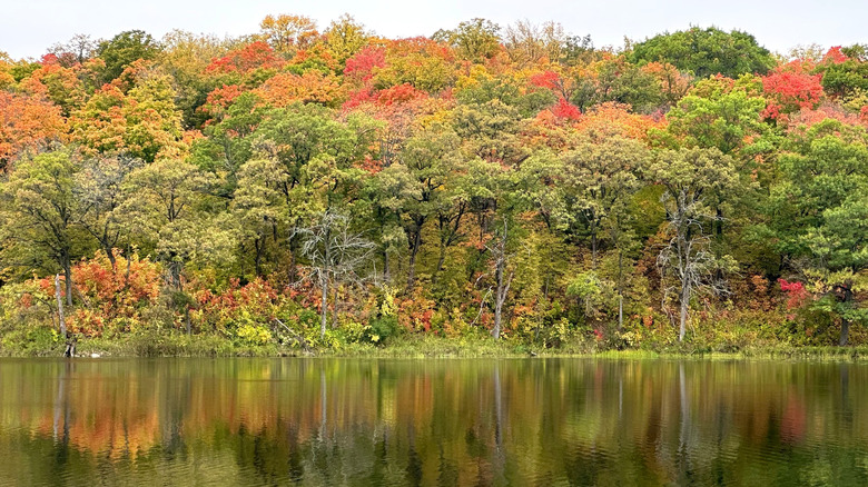 Maplewood State Park, MN, in fall