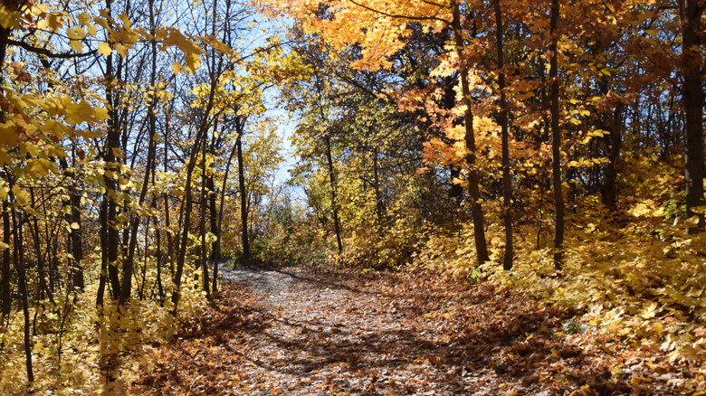 A wooded trail at Maplewood State Park, MN