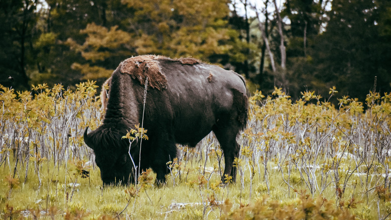 a bison grazing in the open prairies of Minneopa State Park in Minnesota