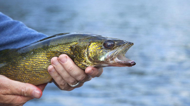A walleye held by a fisherman at Franz Jevne State Park in Minnesota