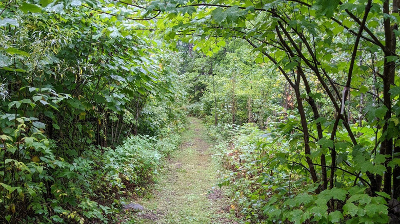 A footpath in Cloquet Valley State Forest in Minnesota