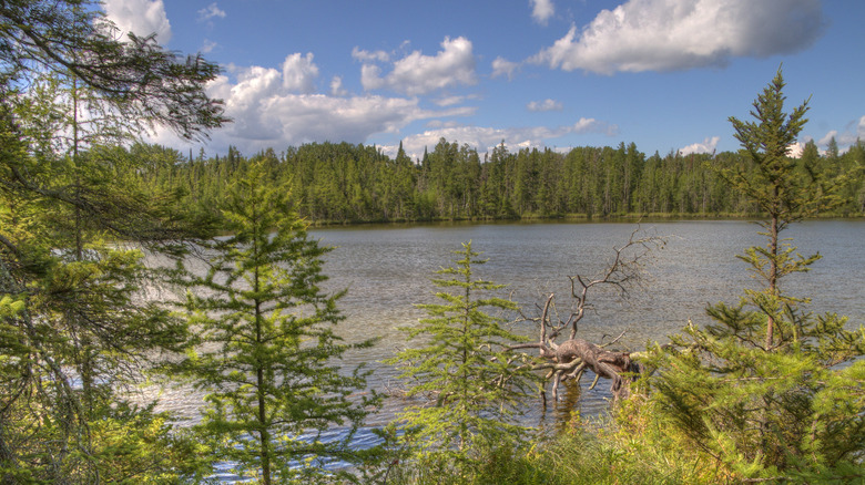 A wooded scene in Lake Bemidji State Park