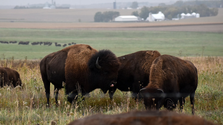 Several bison on prairie grasslands in Blue Mounds State Park