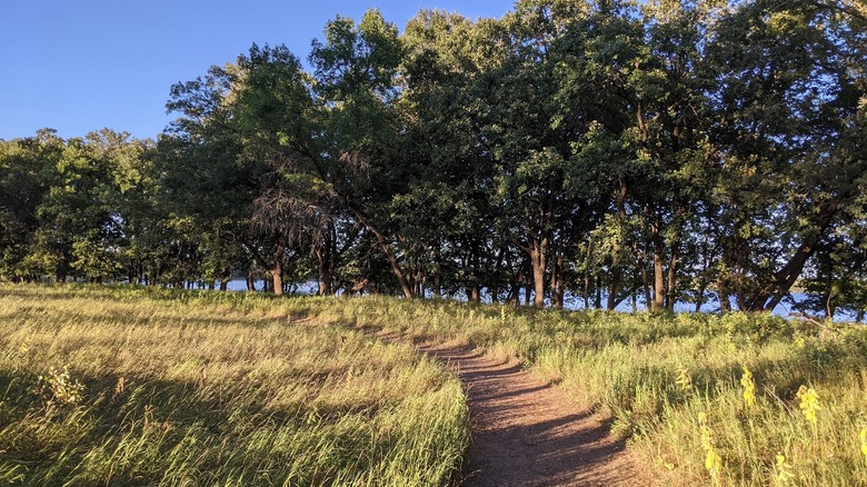 A trail through the grass near trees at Glendalough State Park in Minnesota.