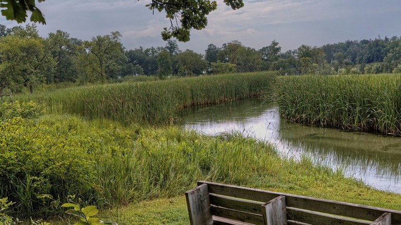 Tree branches and grass along the lakeshore at Glendalough State Park.