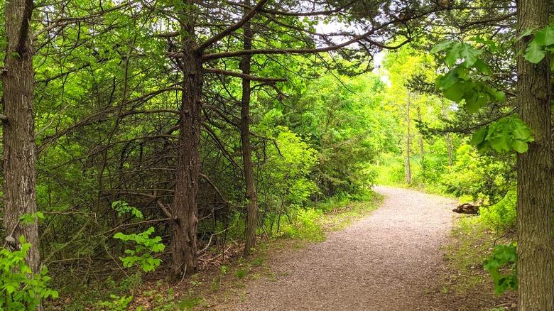 A dense green forest shades a gravel trail through Greenleaf Lake State Recreation Area in Minnesota