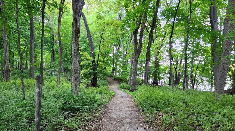 Hiking path in the park through trees at Myre-Big Island State Park, Minnesota