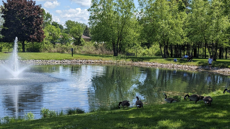 geese near pond and fountain, trees in background, Stiglmeier Park, Cheektowaga, New York