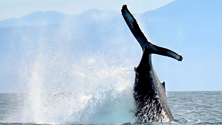 Humpback whale jumping in Banderas Bay, Mexico