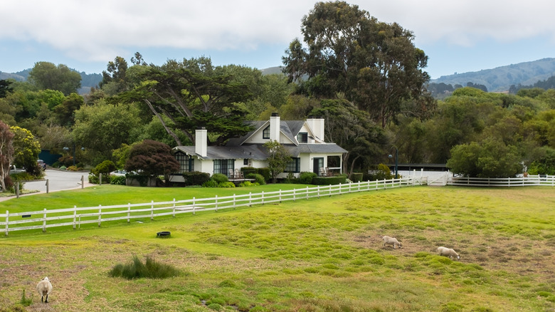 Sheep in meadow in front of Mission Ranch Hotel building in Carmel