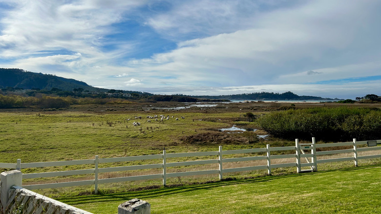 Sheep in meadow and mountains around Mission Ranch Hotel