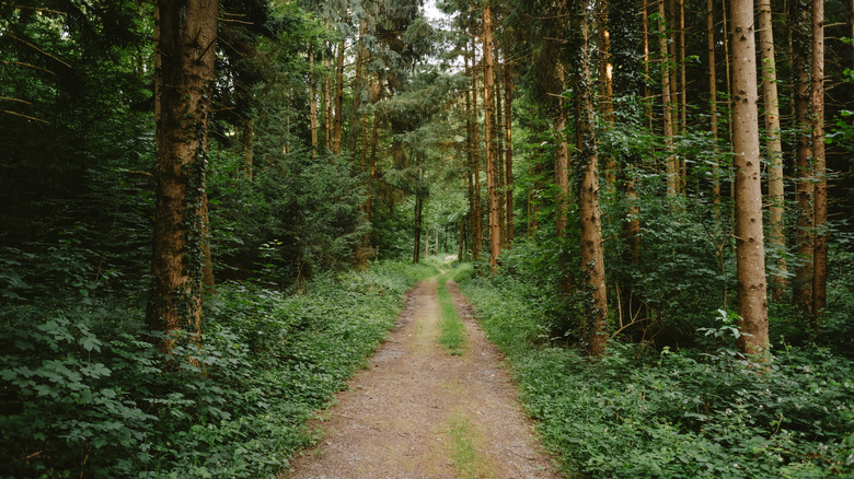 A peaceful trail in a lush, forested region