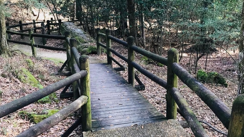 Trail at the Mississippi Petrified Forest