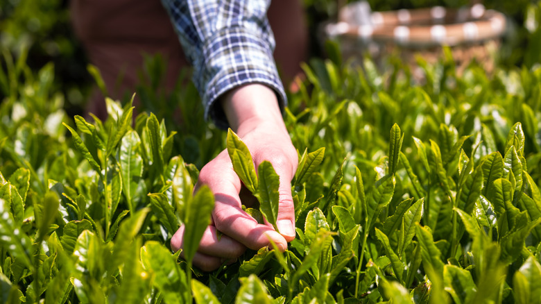 Close-up of a hand harvesting tea leaves