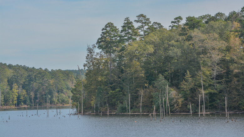 Trees along the shore of Okhissa Lake Recreation Area