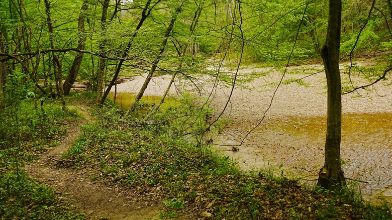 A forested Rocky Springs section of the Natchez Trace Trail with a thin dirt path snaking beside a creek.