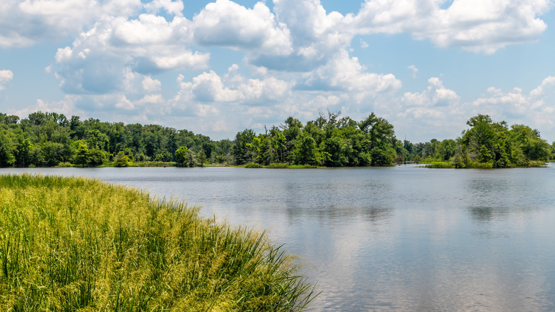 Pearl River stretching past greenery