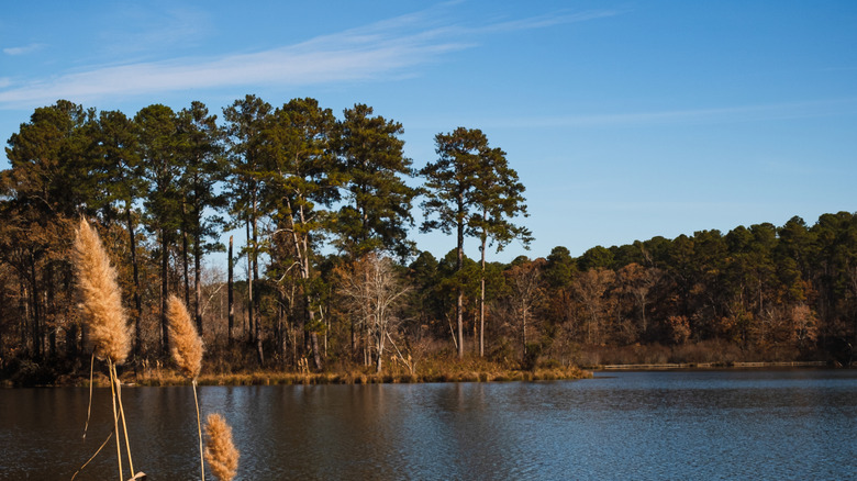 A lake at Tombigbee National Forest, Mississippi