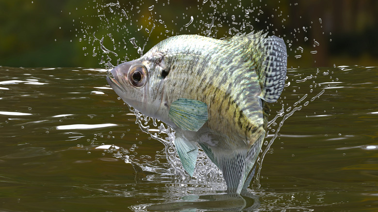 A crappie fish erupting from the water