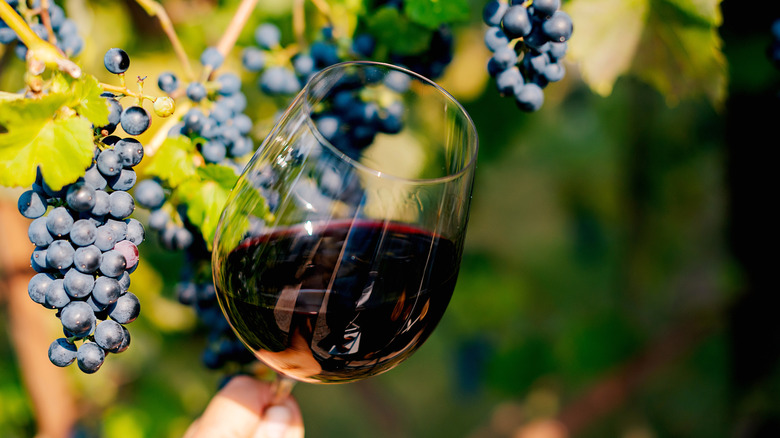 A wine glass near a grapevine
