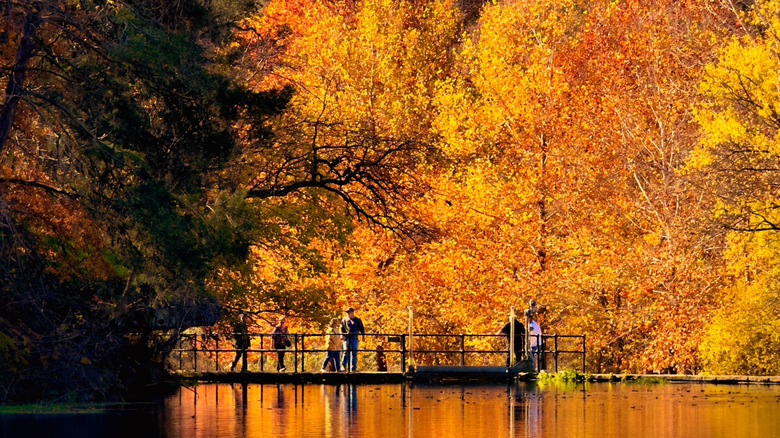 People enjoying fall foliage in Roaring River State Park