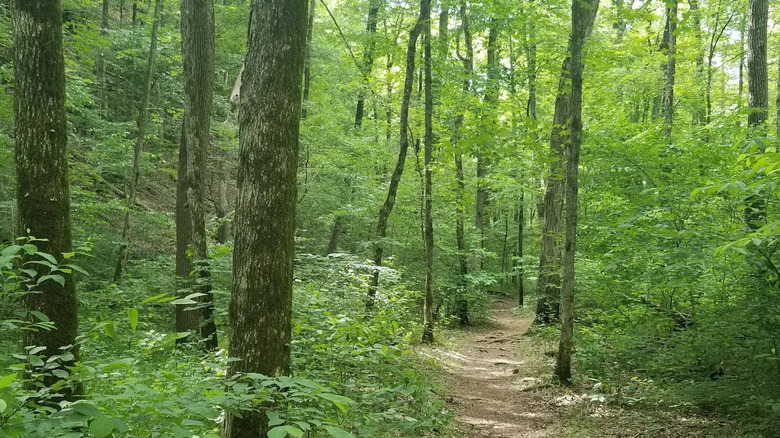 trail winding through dense forest in Sam A. Baker State Park, Missouri