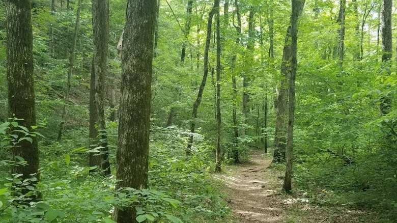 trail winding through dense forest in Sam A. Baker State Park, Missouri
