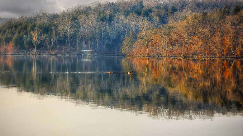 Birds swimming on the placid surface of Lake Taneycomo, Missouri