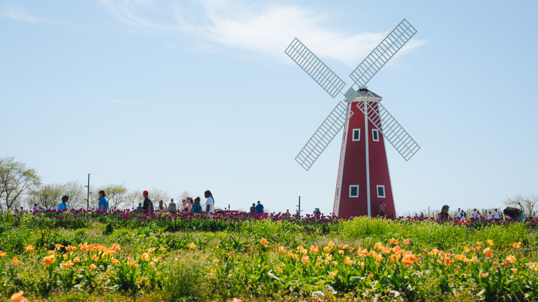 Red windmill at the Tulip Festival in Kearney, Missouri