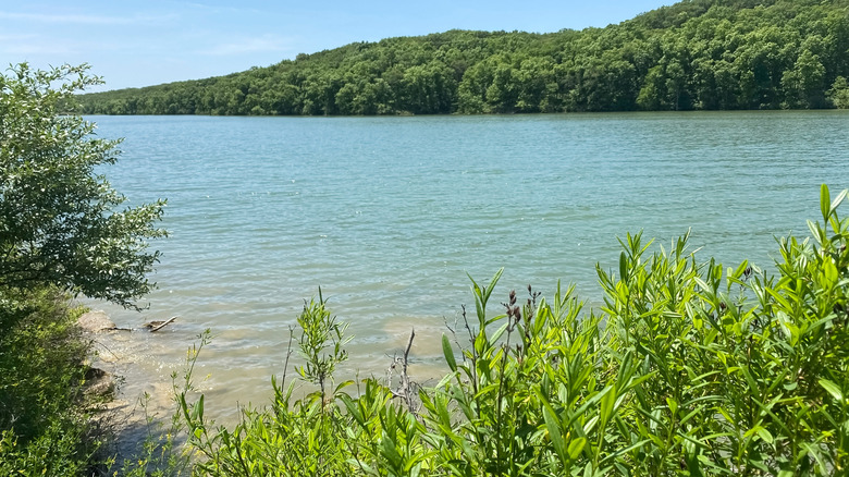 The wooded shoreline of Forest Lake at Thousand Hills State Park