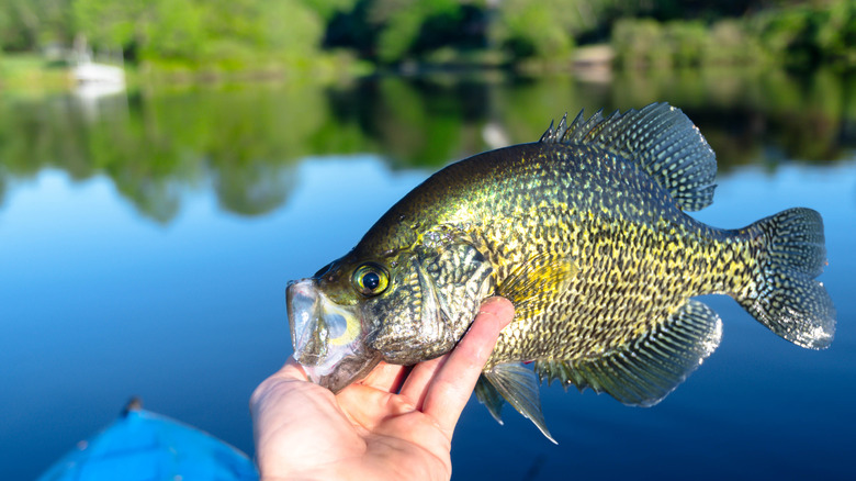 A fisther holds a crappie that they just caught