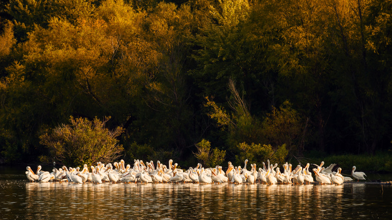 A flock of white pelicans cleans their feathers on Truman Lake, Missouri
