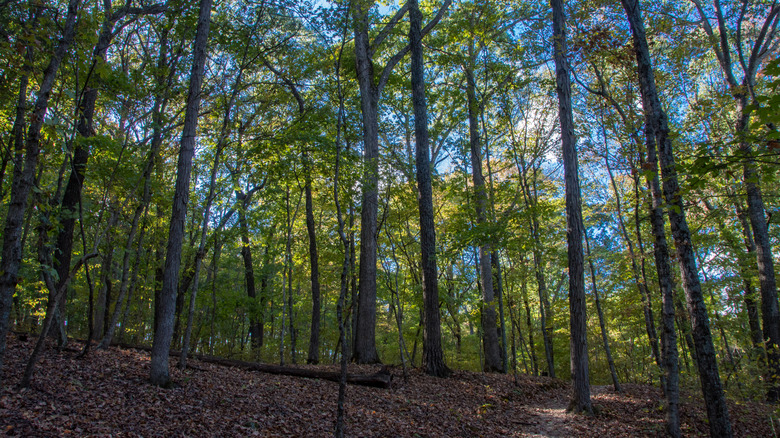 A trail cuts through the thick woods at Don Robinson State Park