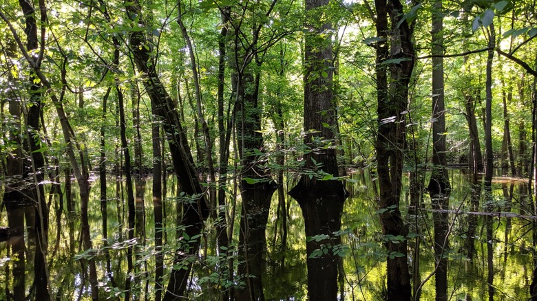 Reflection of trees mirrored in the wetlands at Big Oak Tree State Park, Missouri