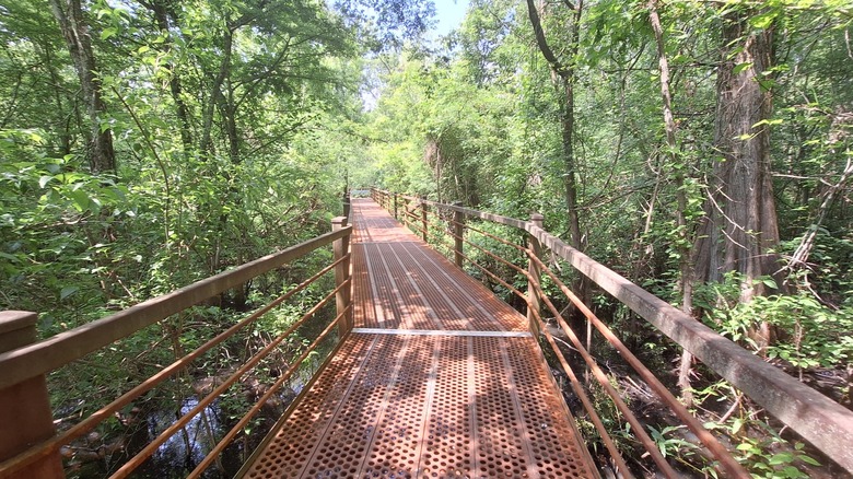 Boardwalk trail winding through the forests above the wetlands at Big Oak Tree State Park, Missouri