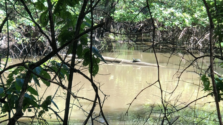 Turtle spotted on a log in the wetlands at Big Oak Tree State Park, Missouri