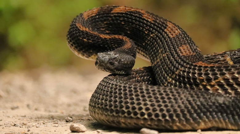 A timber rattlesnake on a dirt path