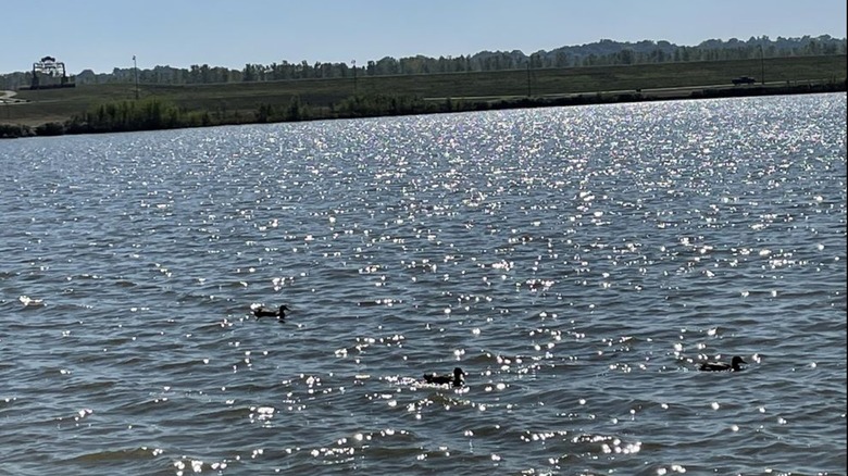 Ducks swimming in lake at 370 Lakeside Park
