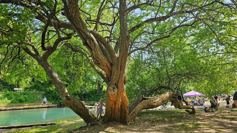 People enjoying the sun at Roaring River State Park, Missouri, with a child playing by a tree with the hatchery in the backdrop