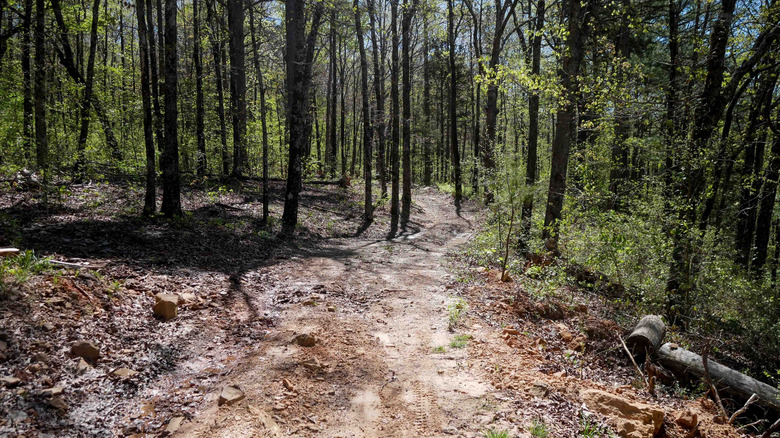 A forested hiking trail in the Ozarks