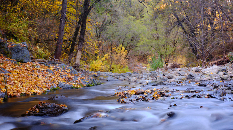 The Mokelumne River on a fall day
