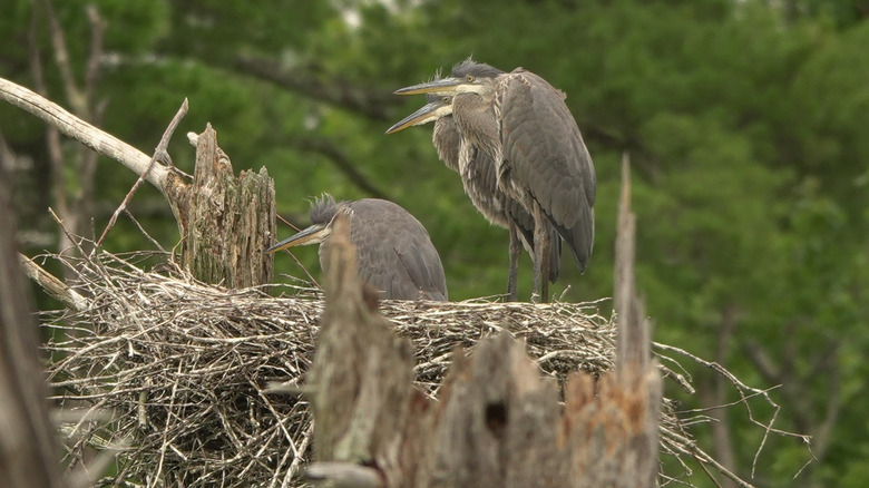 Nesting herons at the Monson Center in New Hampshire