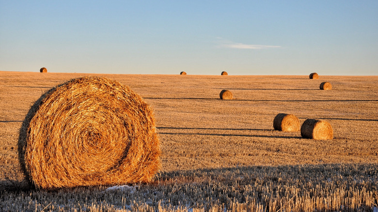 Larged rolled barrels of hay in sun in the prairie near Conrad, Montana